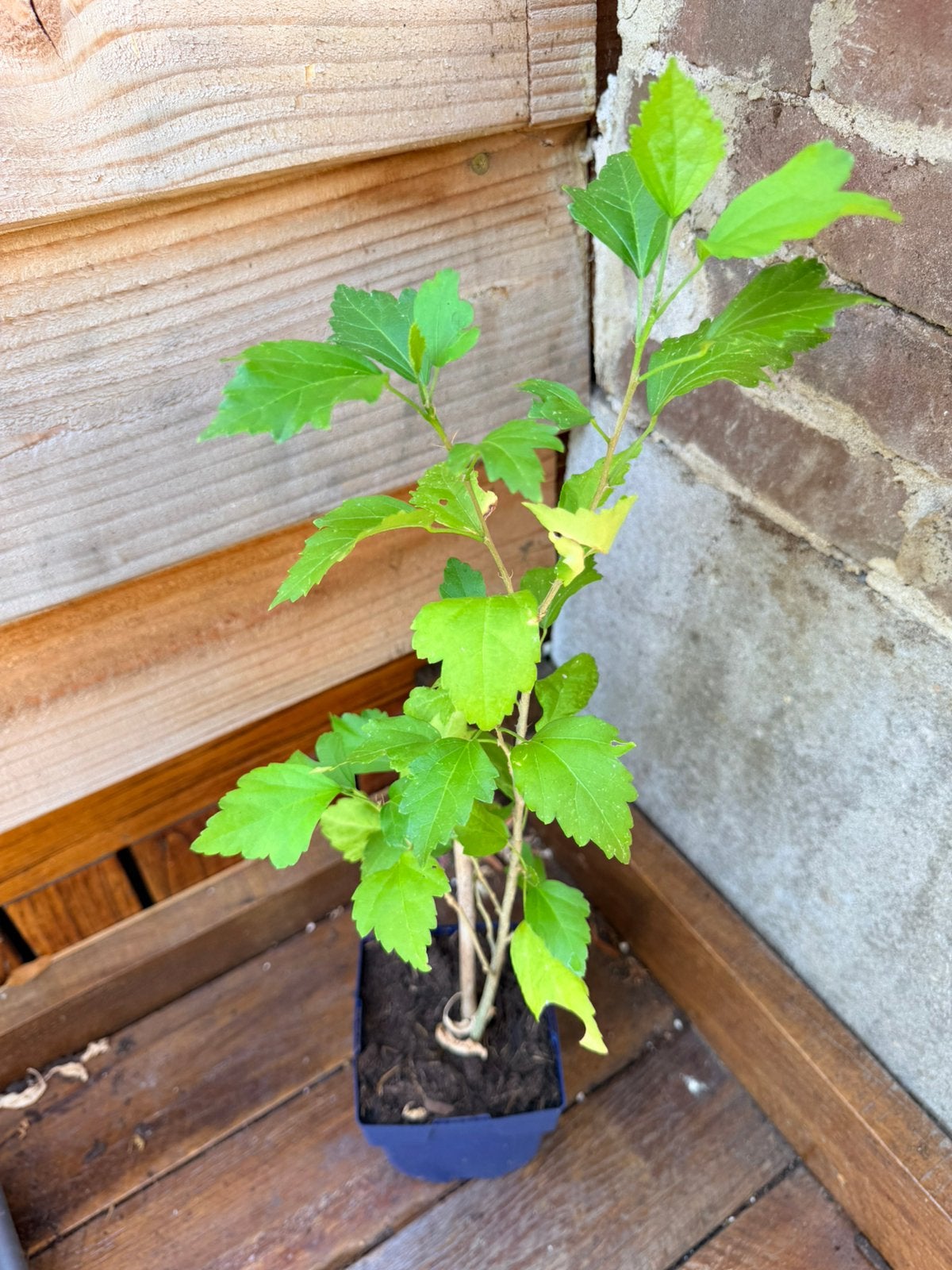 Hibiscus, Ophalen, Overige soorten, Halfschaduw