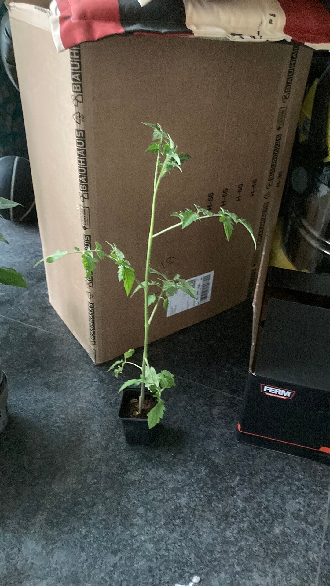 Tomaten plantjes, Minder dan 100 cm, Overige soorten, Volle zon, Ophalen of Verzenden