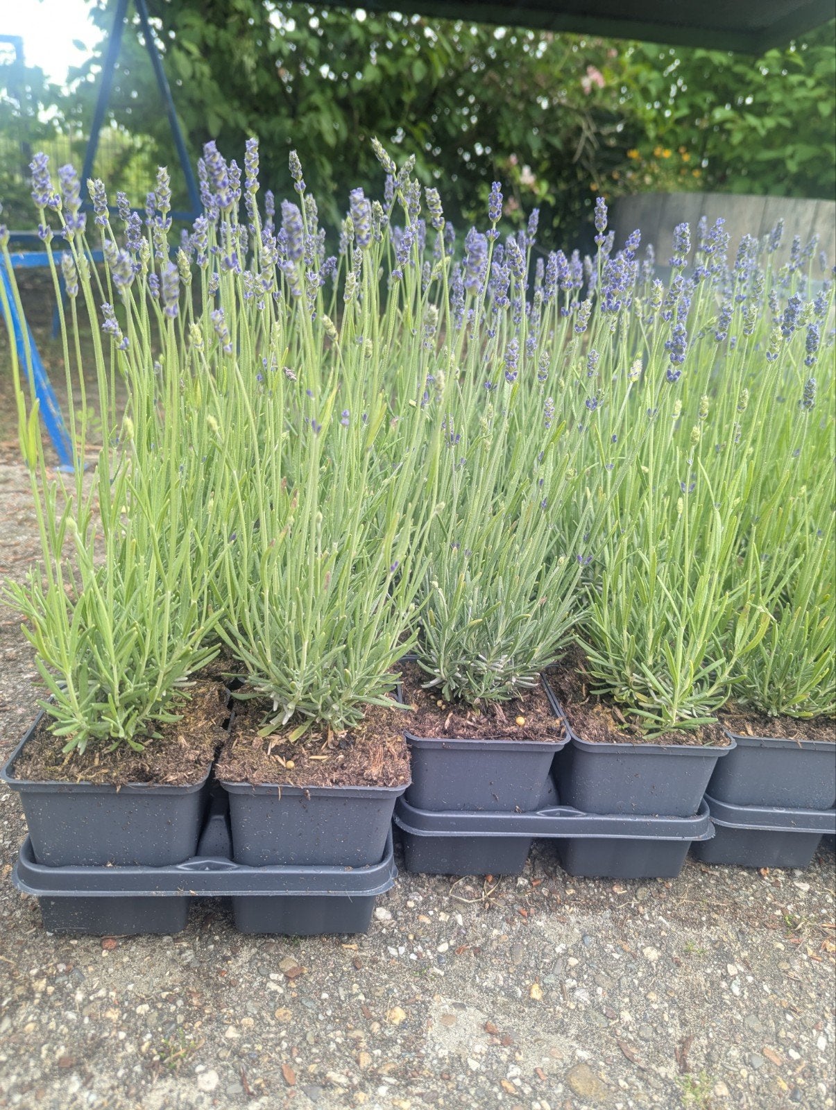 Lavendel Aktie €1,25, Ophalen, Overige soorten, Volle zon