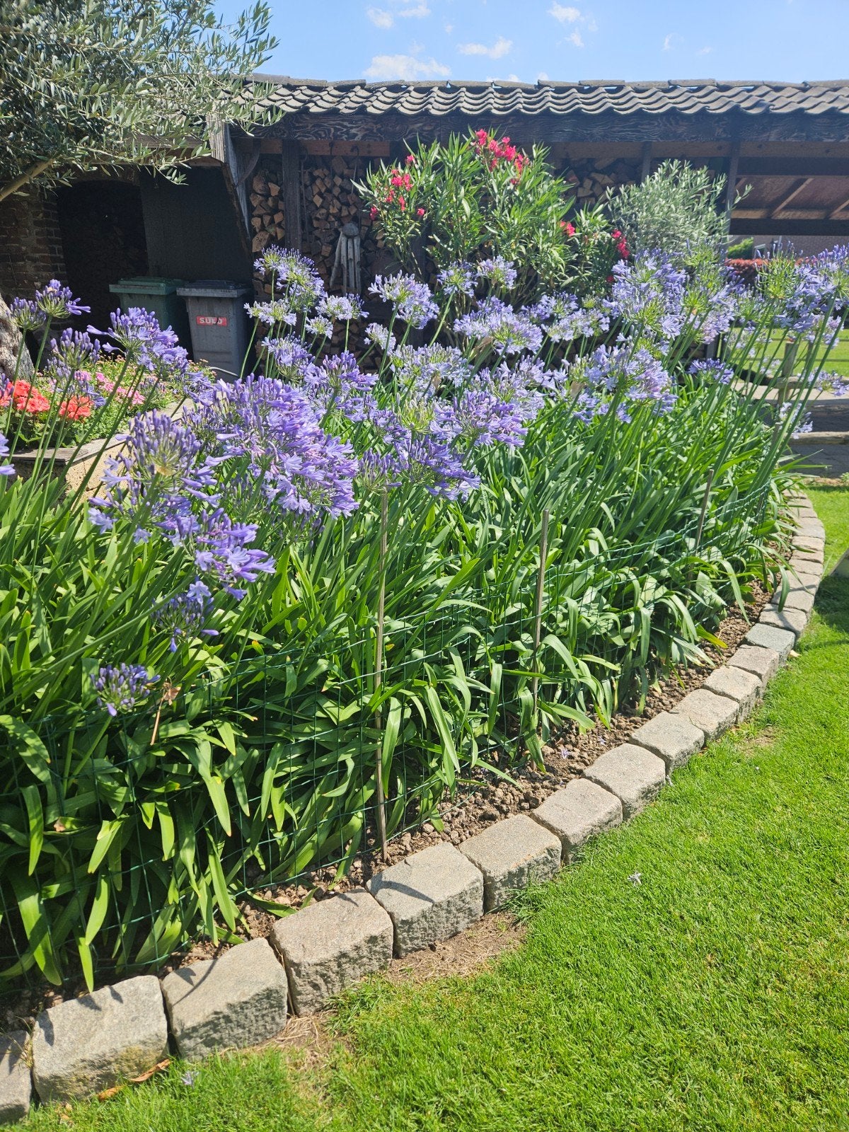 Afrikaanse Lelie (Agapanthus), Ophalen, Overige soorten, Volle zon