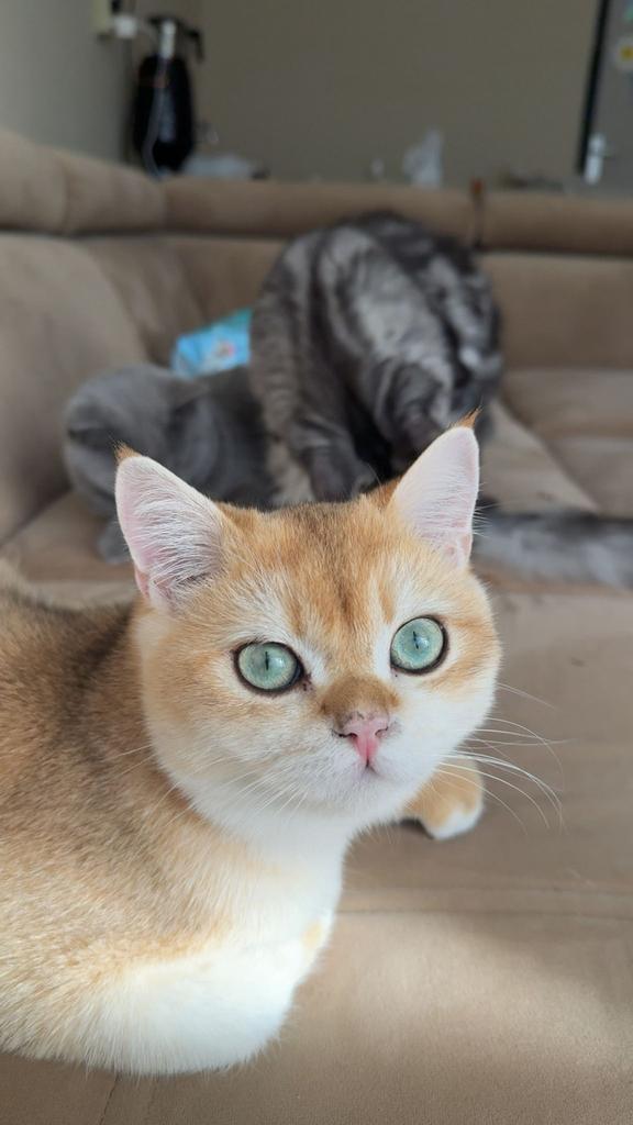 Dekkater britse korthaar golden shaded stamboom kampioenlijn, 0 tot 2 jaar