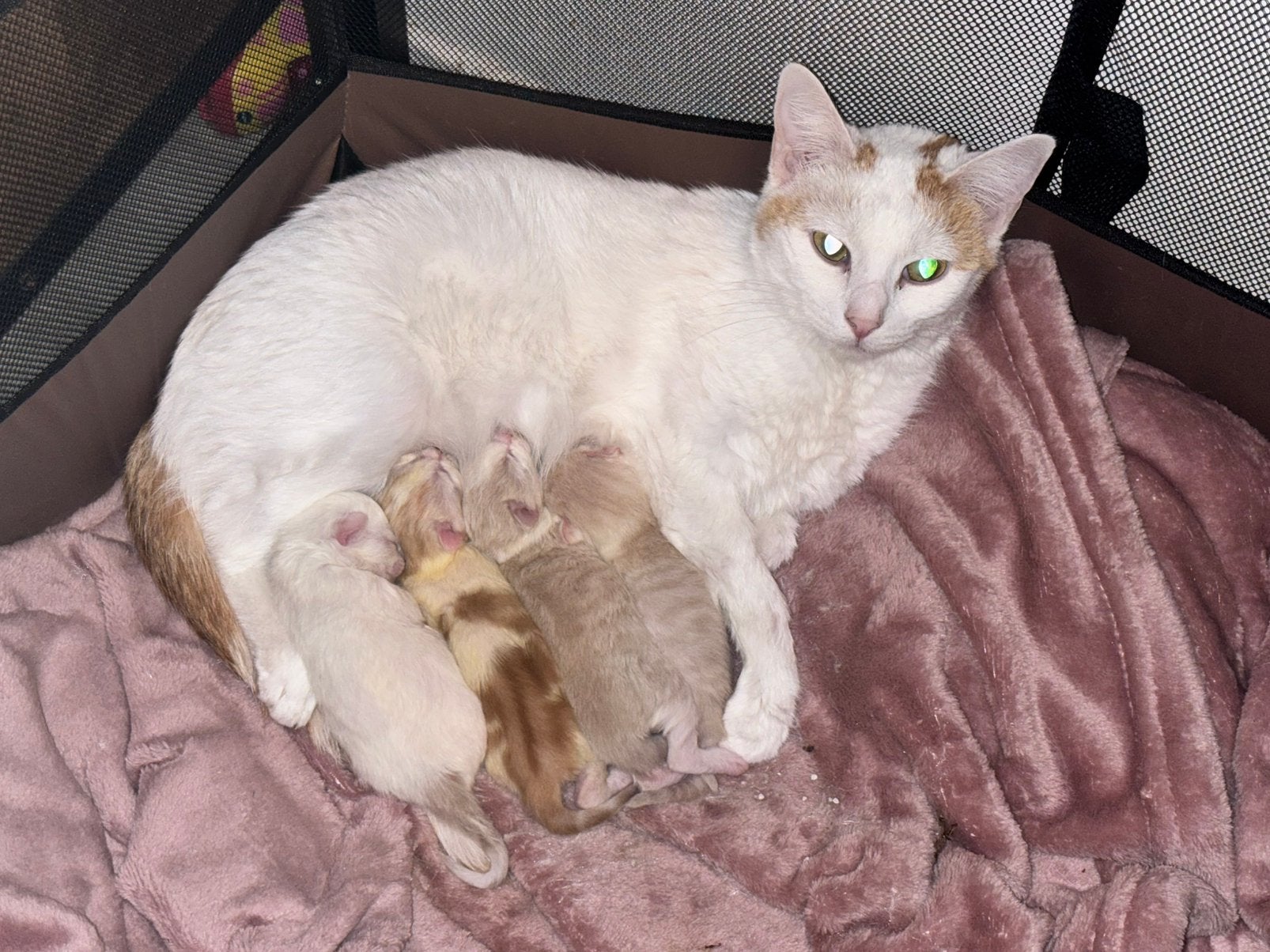 2 prachtige kittens te koop, Dieren en Toebehoren, Katten en Kittens | Overige Katten, Meerdere dieren