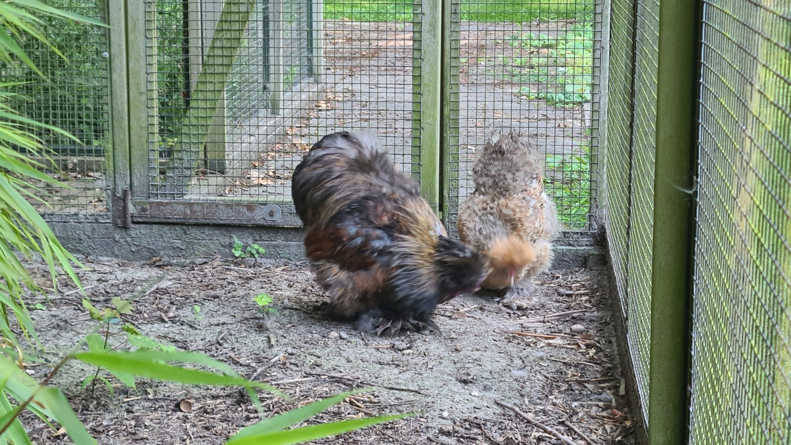 Koppel zijdehoenders, Dieren en Toebehoren, Pluimvee, Meerdere dieren, Kip