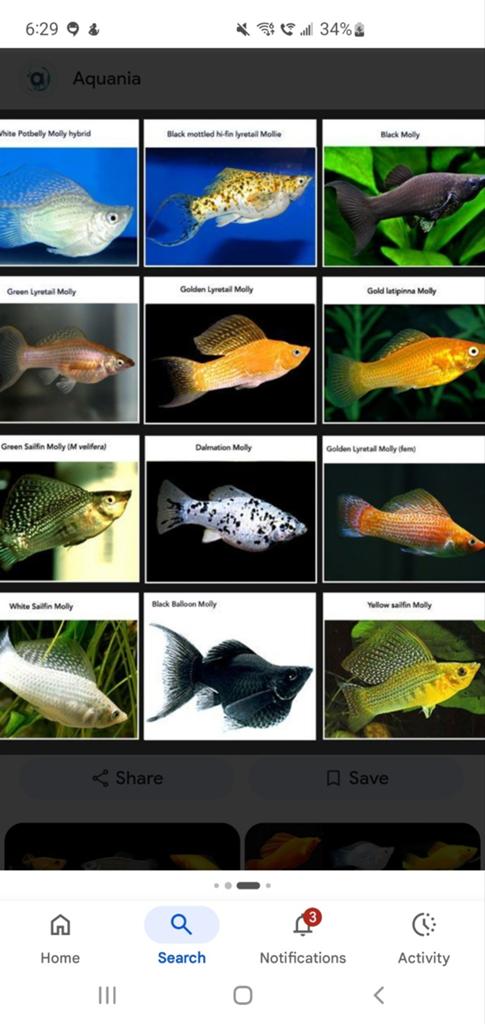 Ik Ben opzoek naar gratis tropisch vissen in wijchen, Dieren en Toebehoren, Vissen | Aquariumvissen, Vis