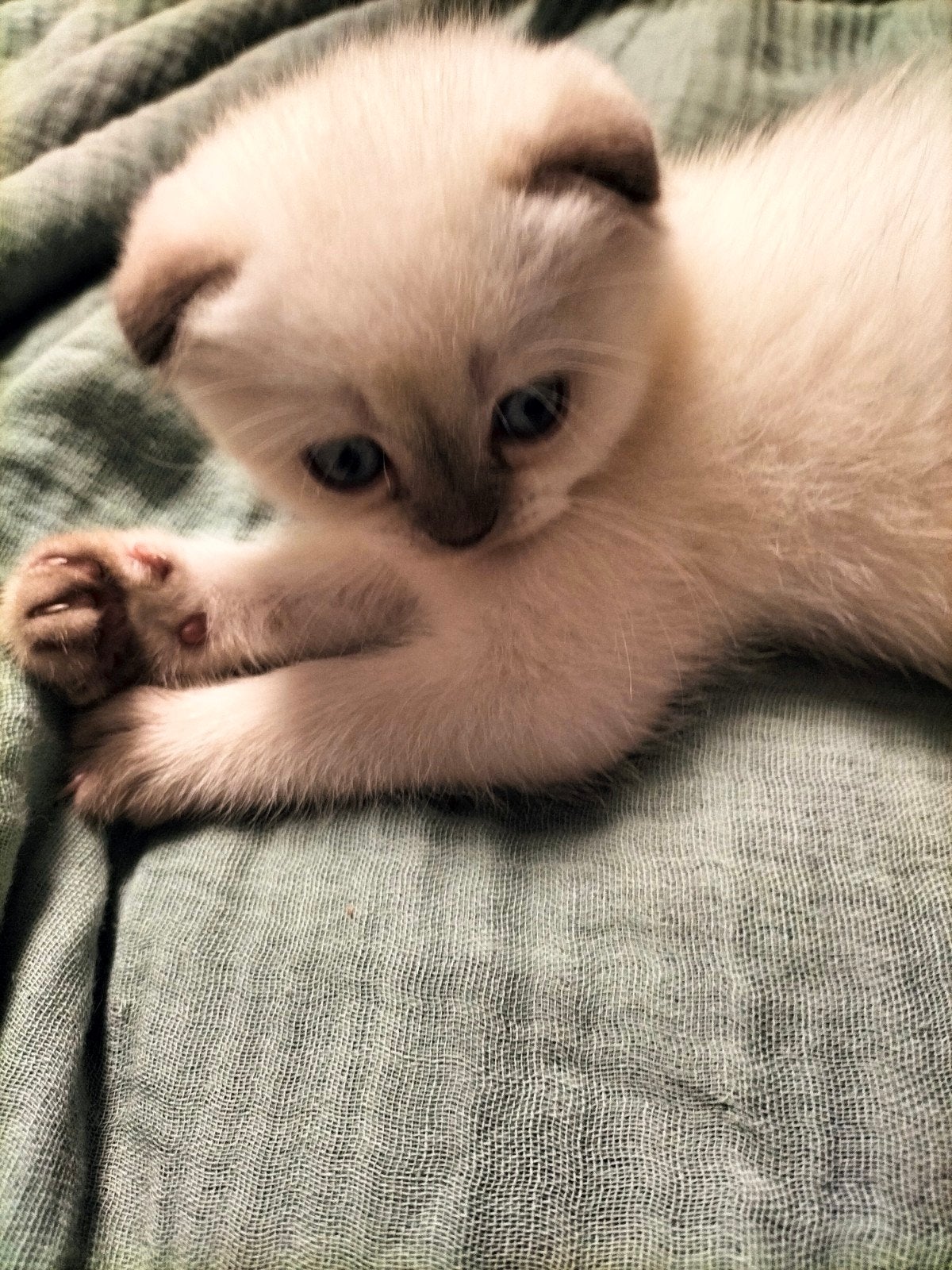 British Korthaar kitten, Meerdere dieren, Ontwormd