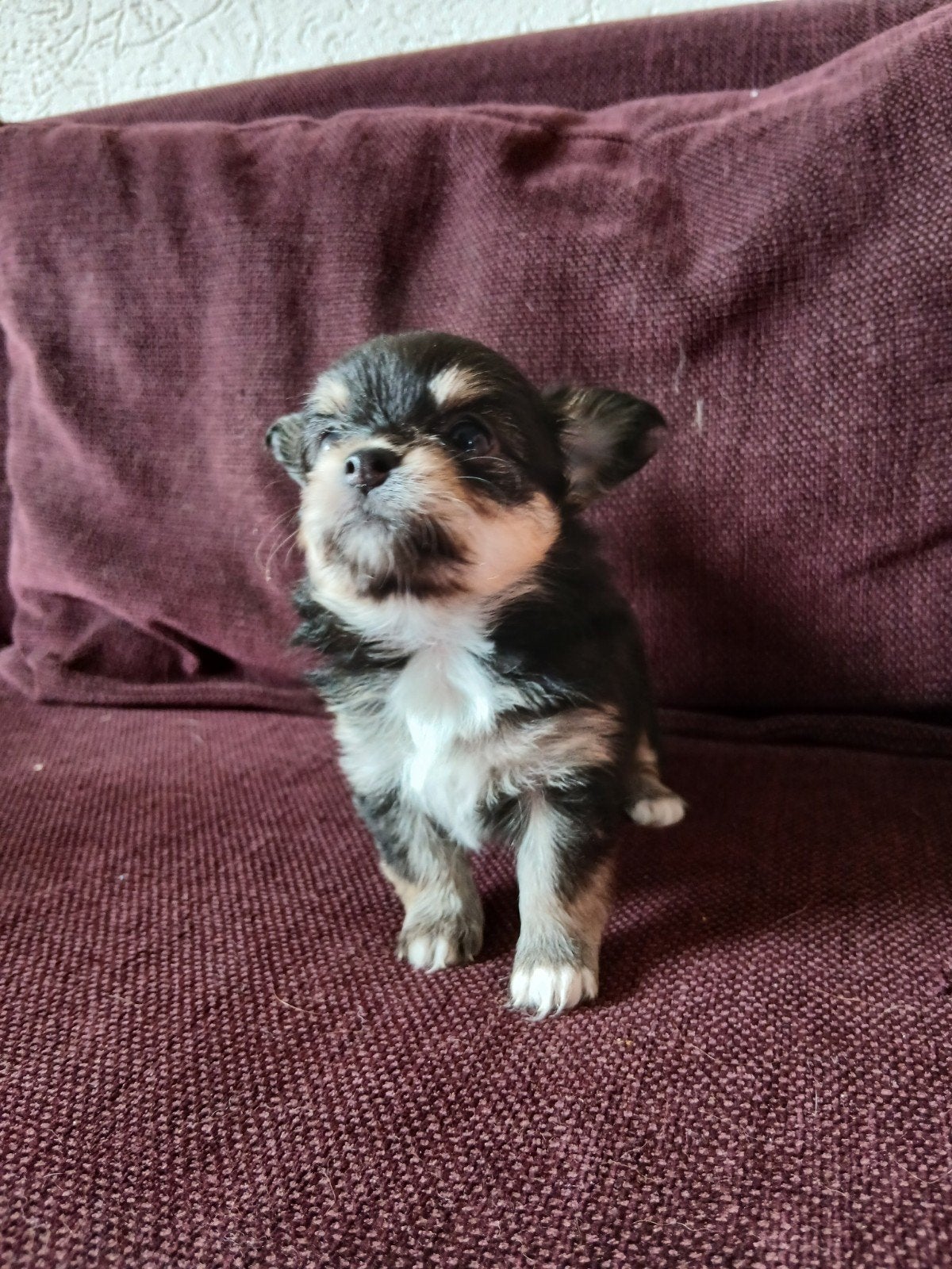 pomsi pups, Dieren en Toebehoren, 8 tot 15 weken, Dwerg, Langhaar, Meerdere