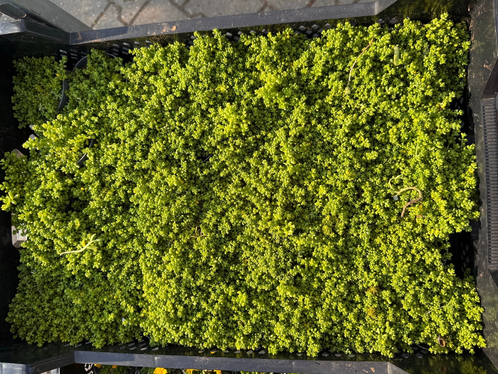 Foto 4 van Rotsplanten: 30 soorten,10 voor €10, sempervivum, sedums enz
