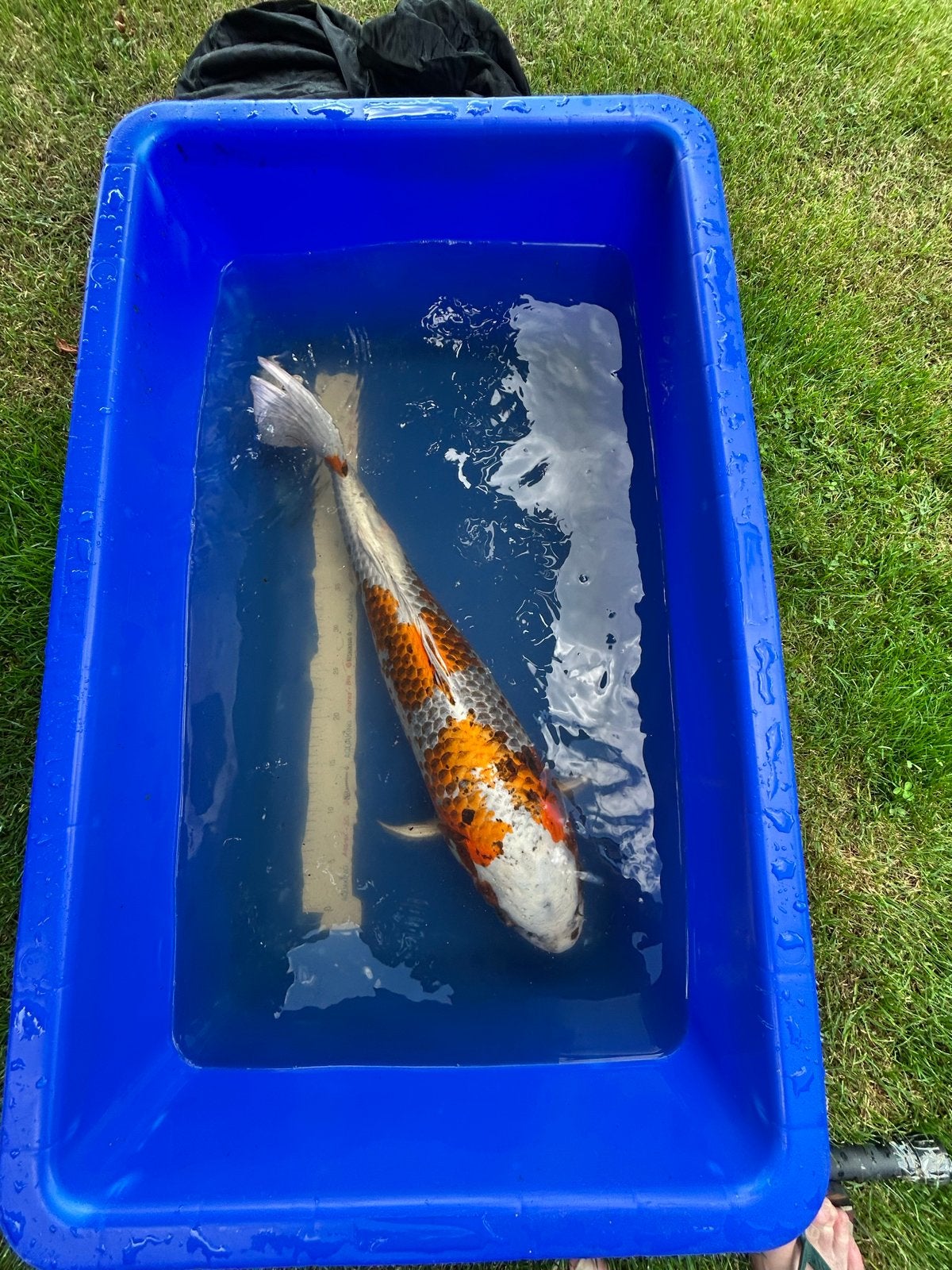 Kujaku (Japanse koi), Dieren en Toebehoren, Karper of Koi