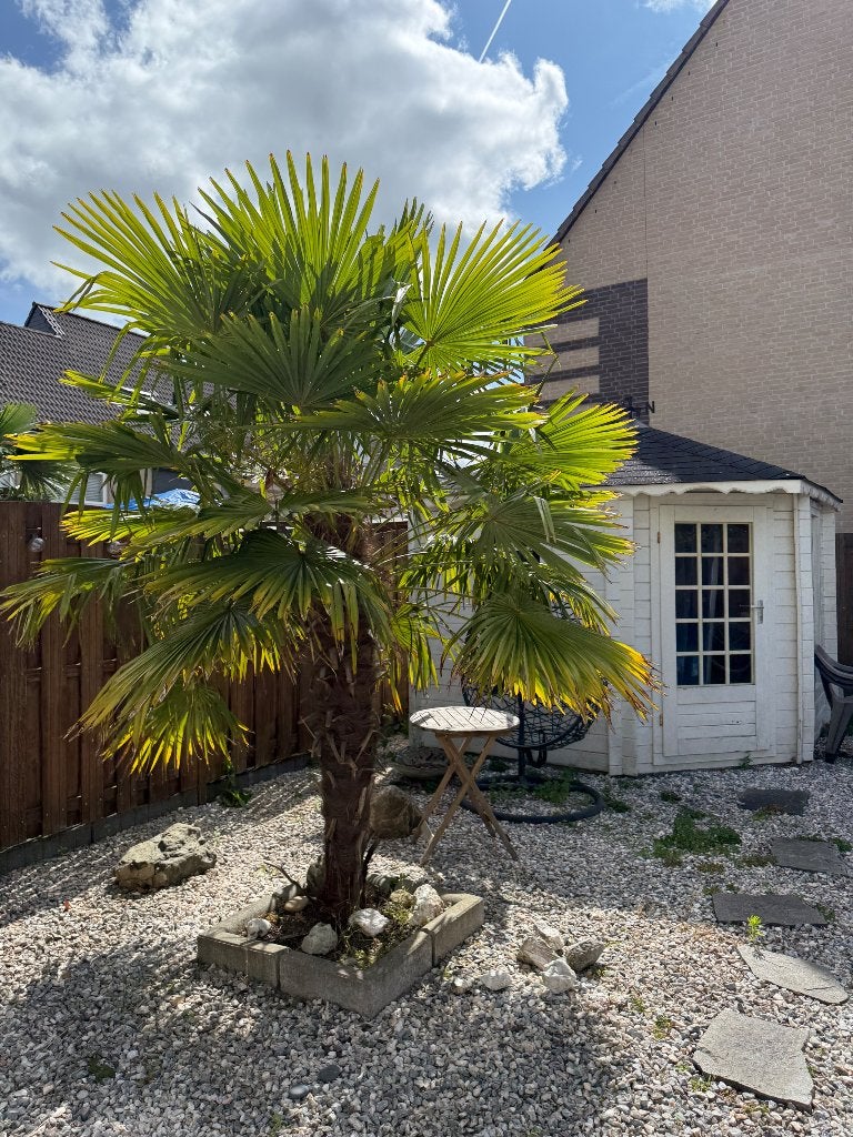 Palmboom, Tuin en Terras, Planten | Bomen, Ophalen, Halfschaduw, 100 tot 250 cm, Zomer