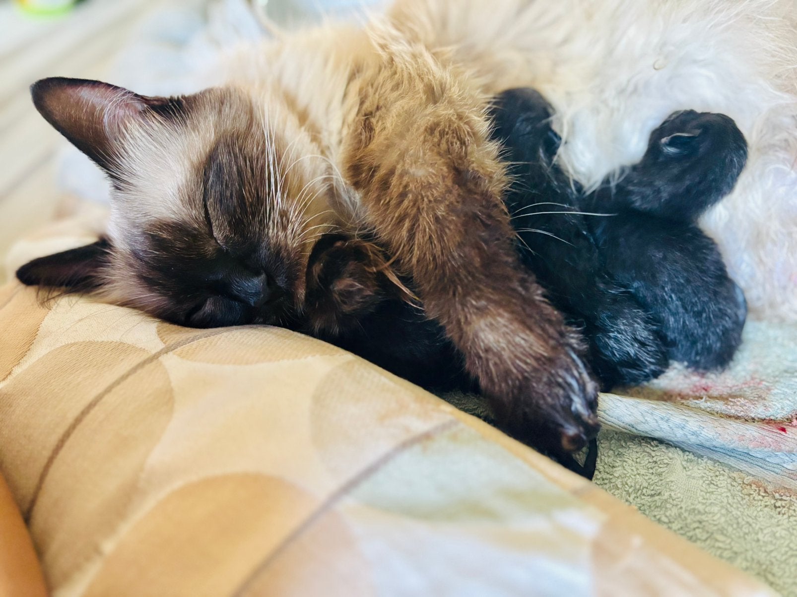 4🐱, Europese korthaar x Ragdoll, Dieren en Toebehoren, Meerdere dieren