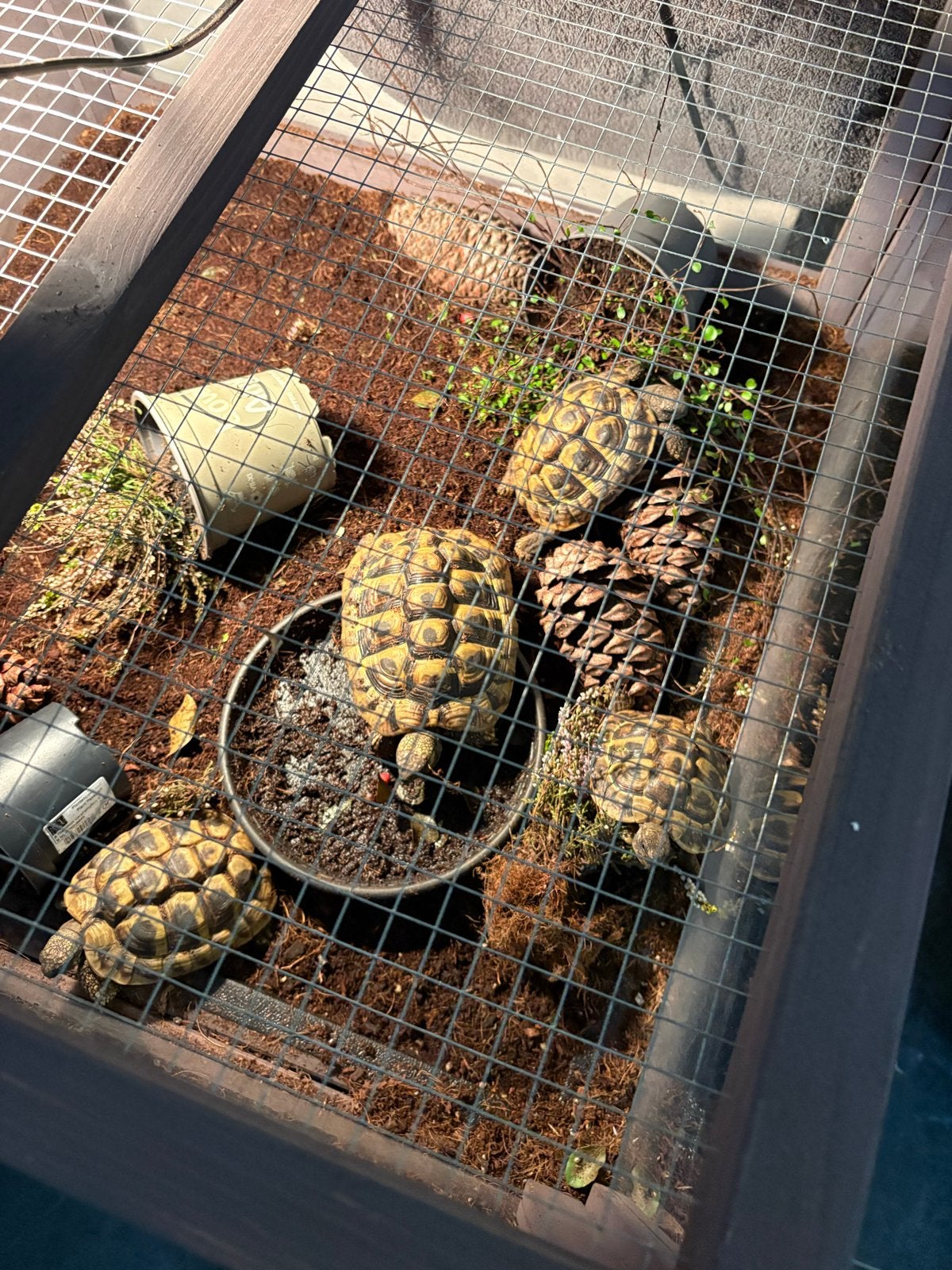 5 schildpadden., Dieren en Toebehoren