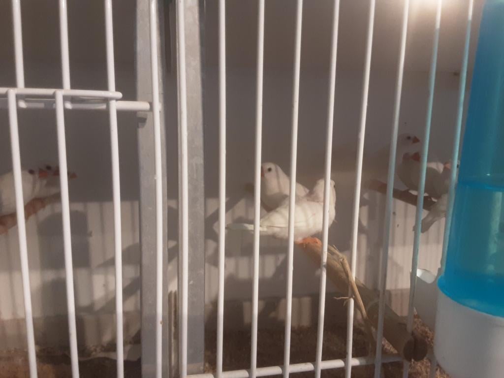 Witte zeebravinken, Meerdere dieren, Kleurkanarie