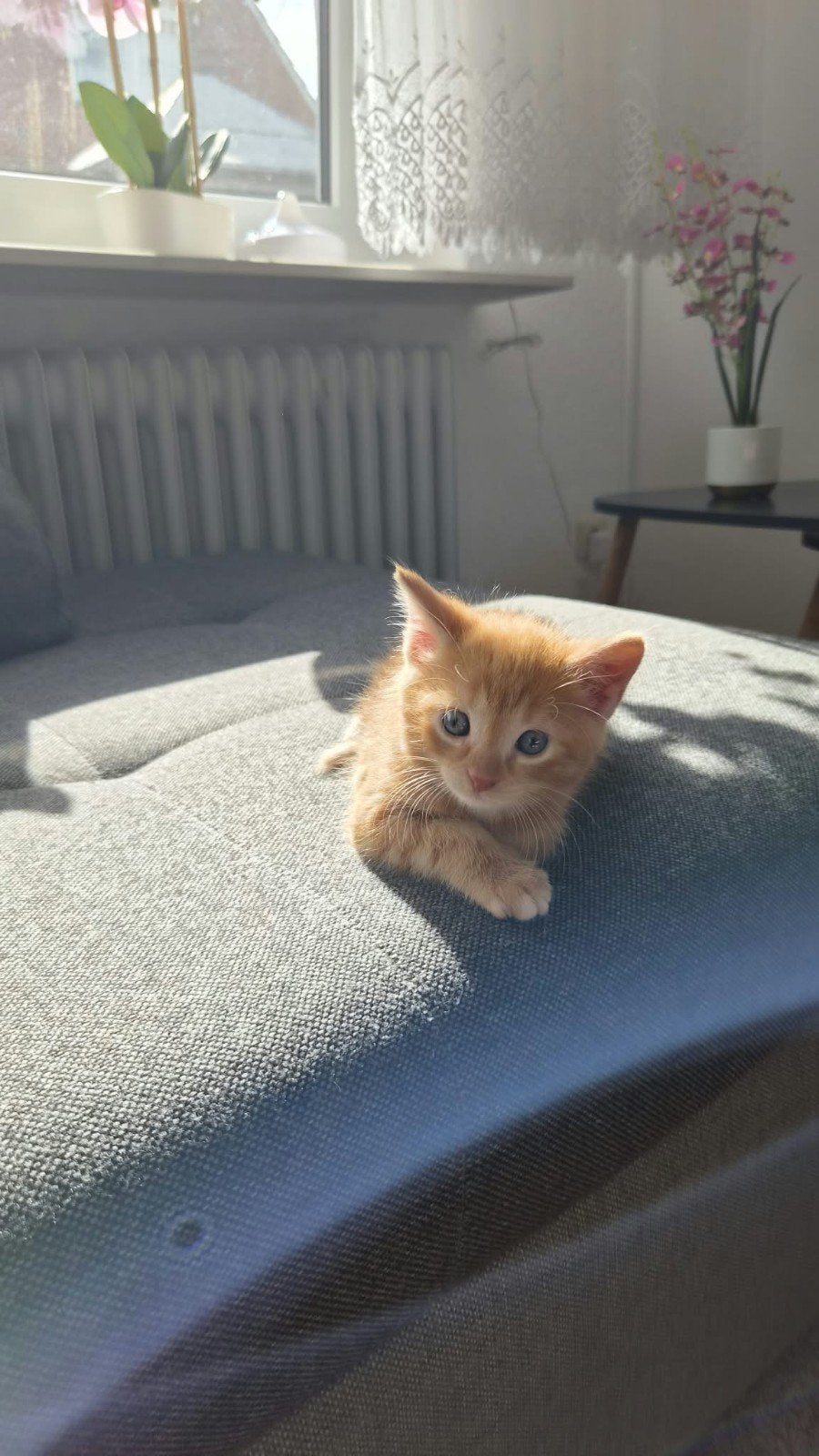 moederpoes met 7 kittens-goed verzorgd, Meerdere dieren, Kortharig, 0 tot 2 jaar