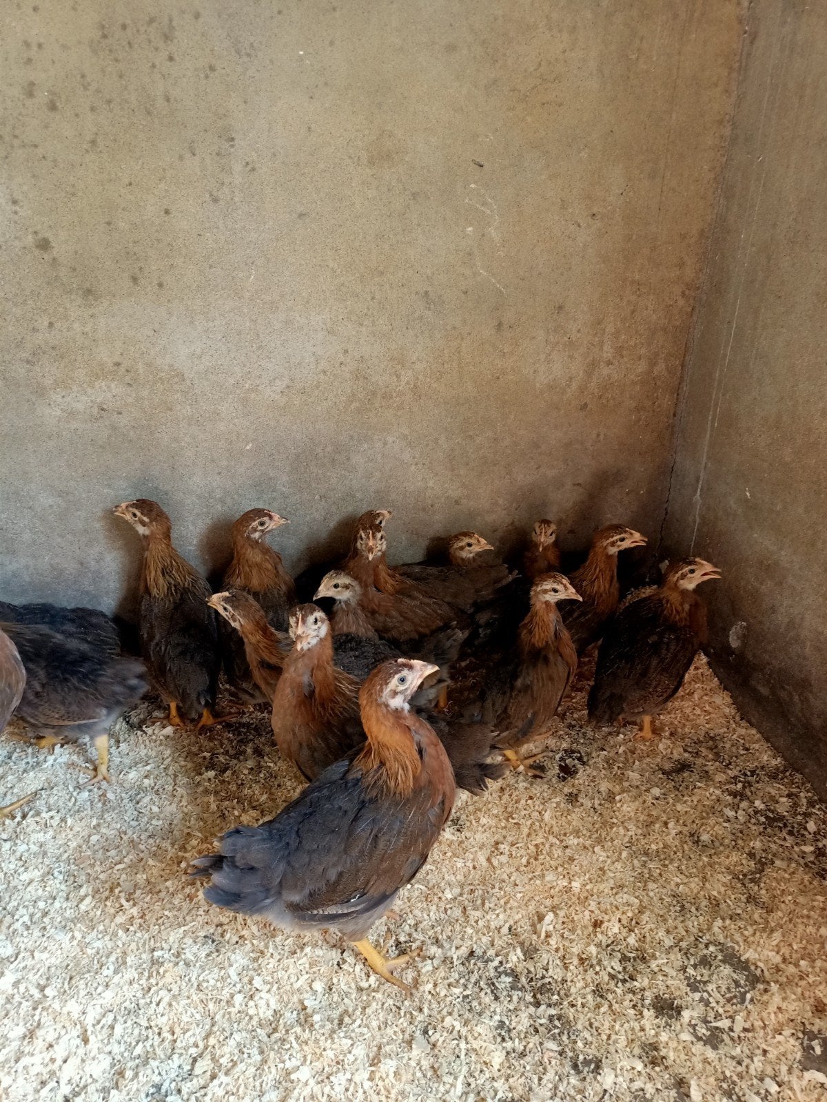 Welsumer hennetjes, Dieren en Toebehoren, Pluimvee, Vrouwelijk, Kip