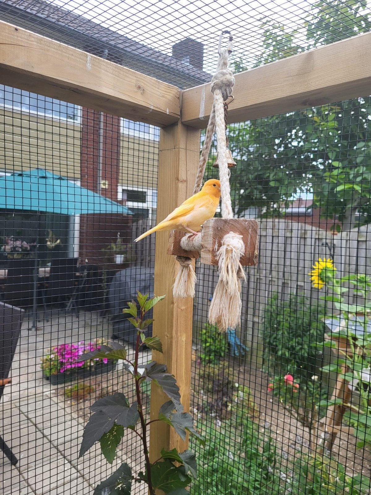 Oranje kanarie, Kleurkanarie