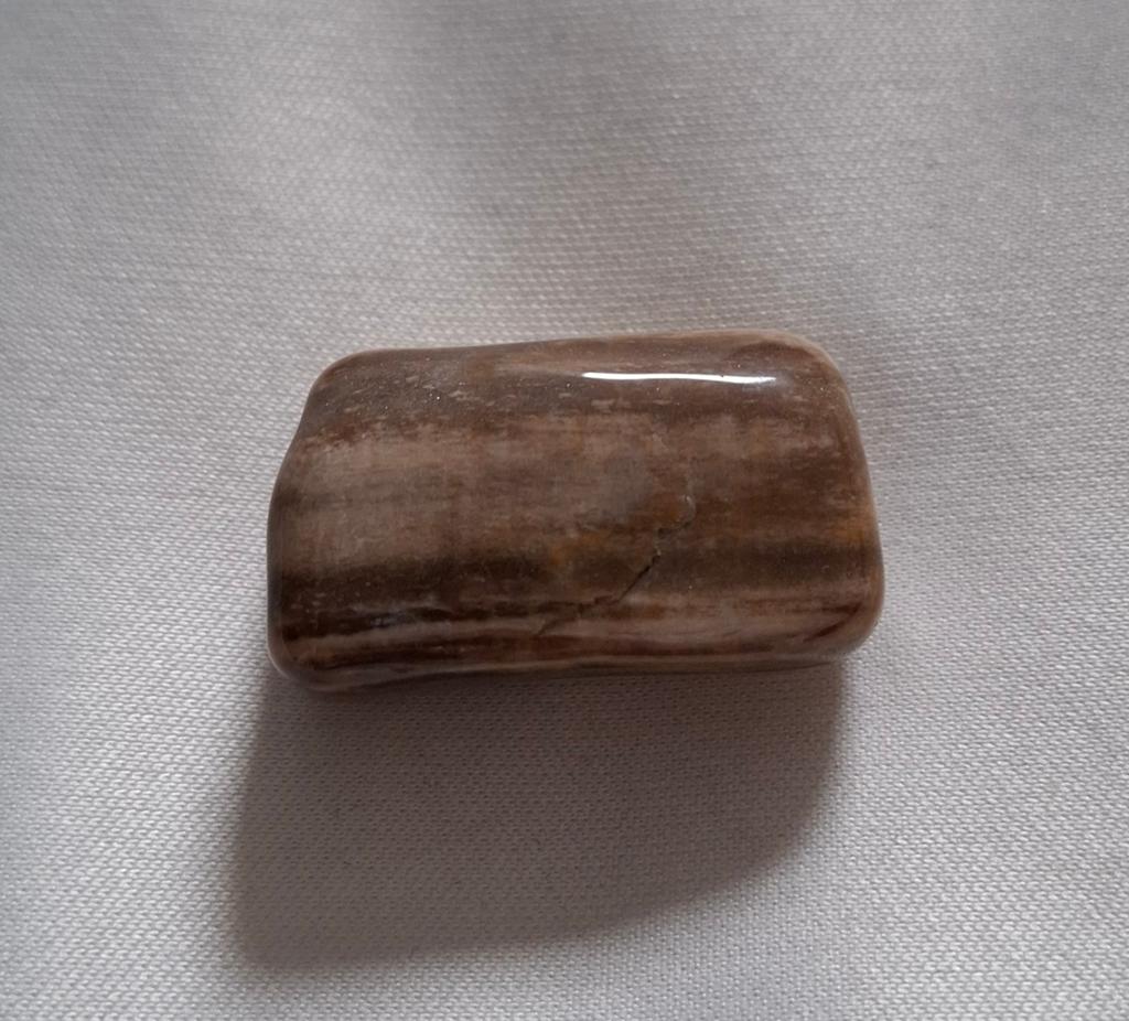 Versteend hout, Ophalen of Verzenden, Nieuw