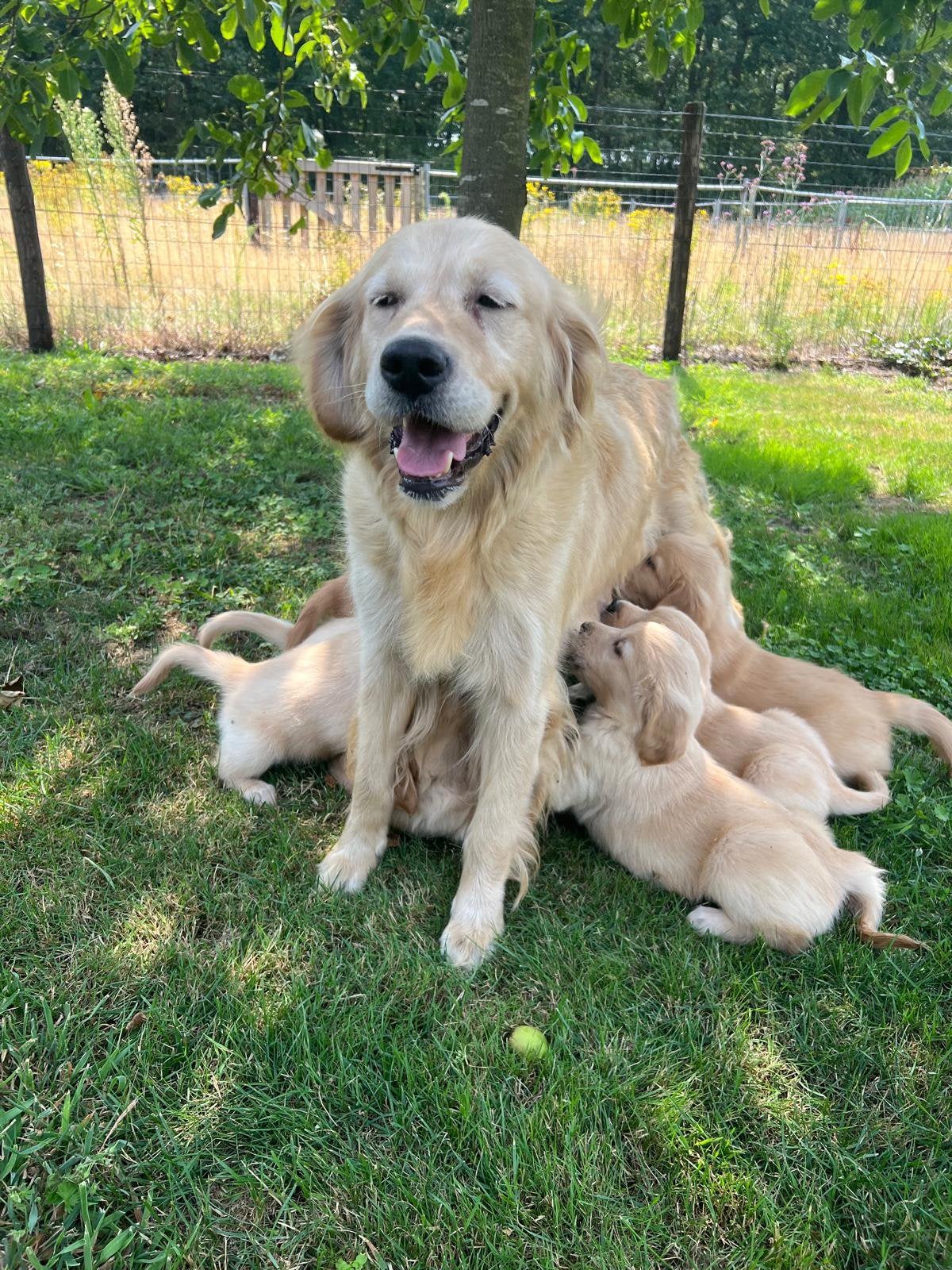 Prachtige golden retriever pups (geteste ouders), Golden retriever, Nederland, 8 tot 15 weken, Parvo