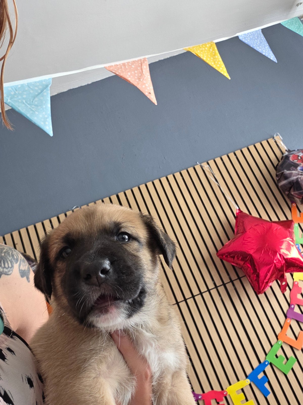 Nog 3 super mooi pups zoeken binnenkort eigen huisje, Parvo, 8 tot 15 weken, Bulldog, Meerdere