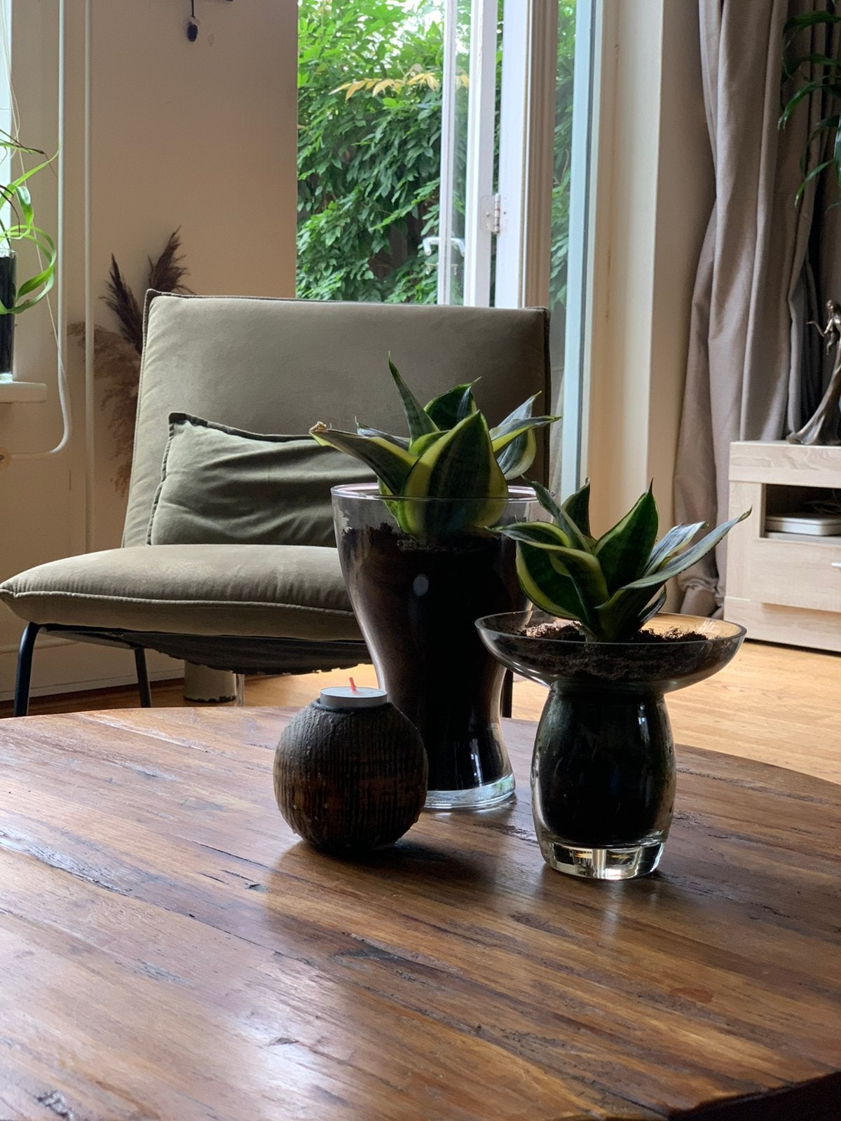 Elegante decoratie met jonge plantjes in vaas, Huis en Inrichting, Kamerplanten, Ophalen, Vetplant, In pot, Minder dan 100 cm