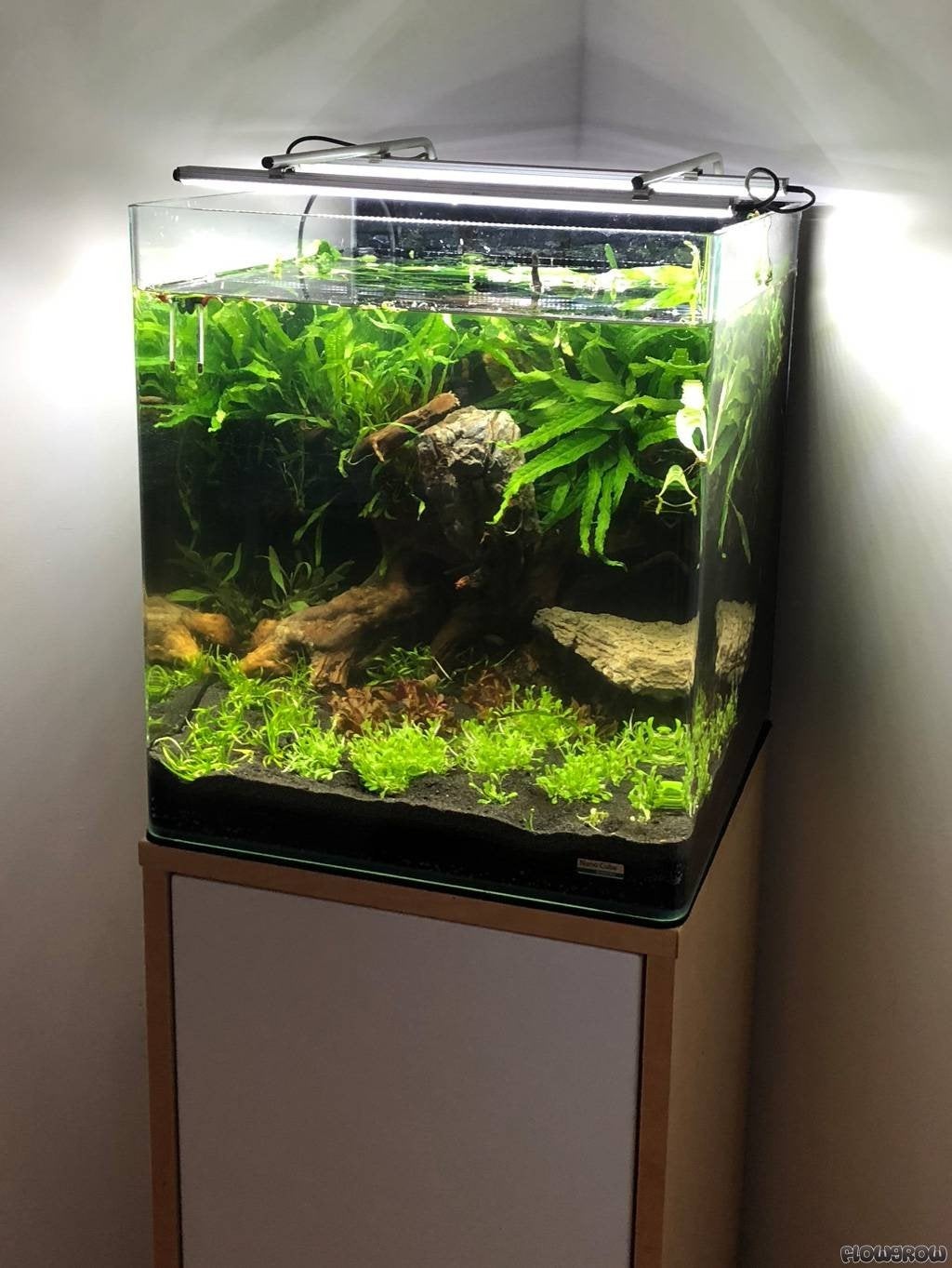 Dennerle nano cube aquarium 60liter, Dieren en Toebehoren, Ophalen, Gevuld zoetwateraquarium