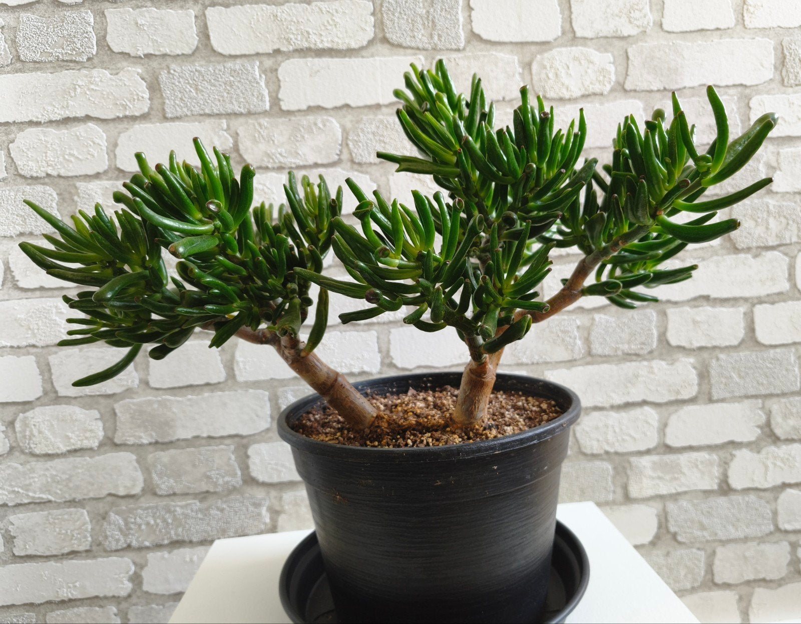 Mooie Crassula Ovata 'Gollum' (Shrek Oren) / Vetplant Bonsai, Ophalen, Halfschaduw, Minder dan 100 cm