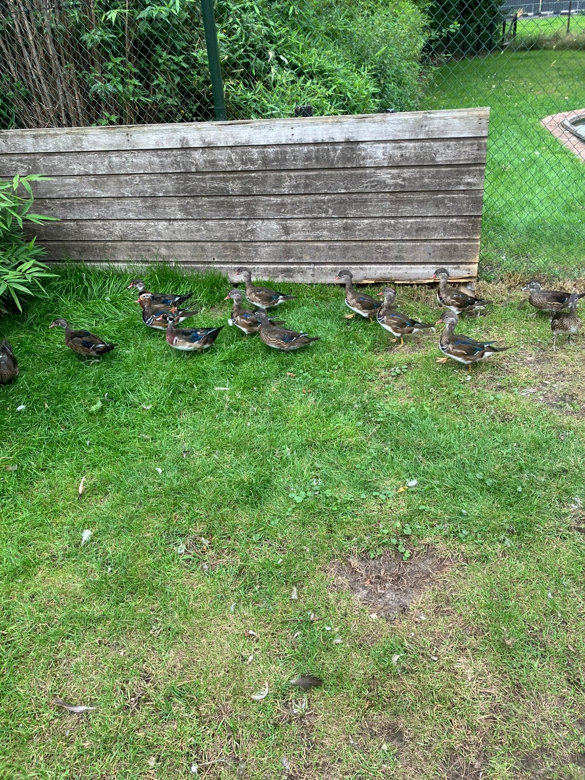 te koop jonge eenden Mandarijn en Carolina, Dieren en Toebehoren, Meerdere dieren, Eend