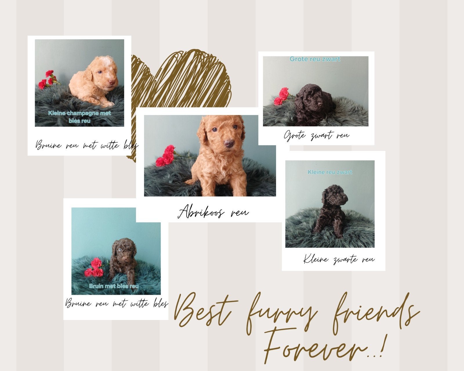 Multigen Labradoodles met afstammingsbewijs, Parvo, Overige rassen, 8 tot 15 weken, Meerdere