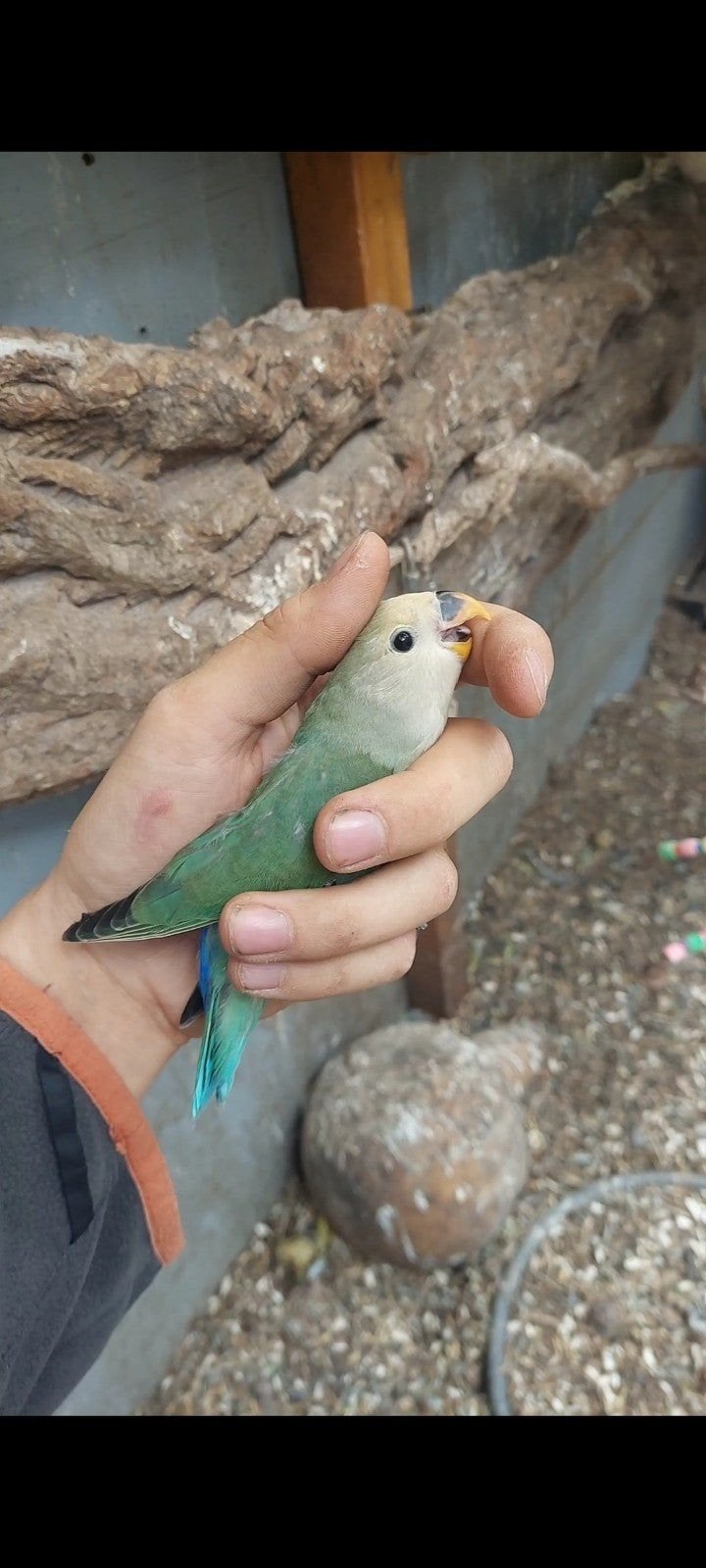 Agapornis roseicolli jonge vogel, Geslacht onbekend, Dwergpapegaai of Agapornis, Tam