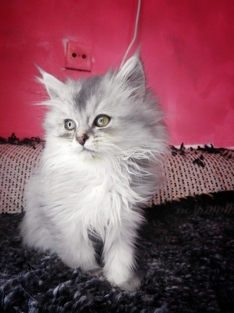 Prachtige Ragdoll x Brits Korthaar kittens – 4 maanden oud, Meerdere dieren, Ontwormd, 0 tot 2 jaar