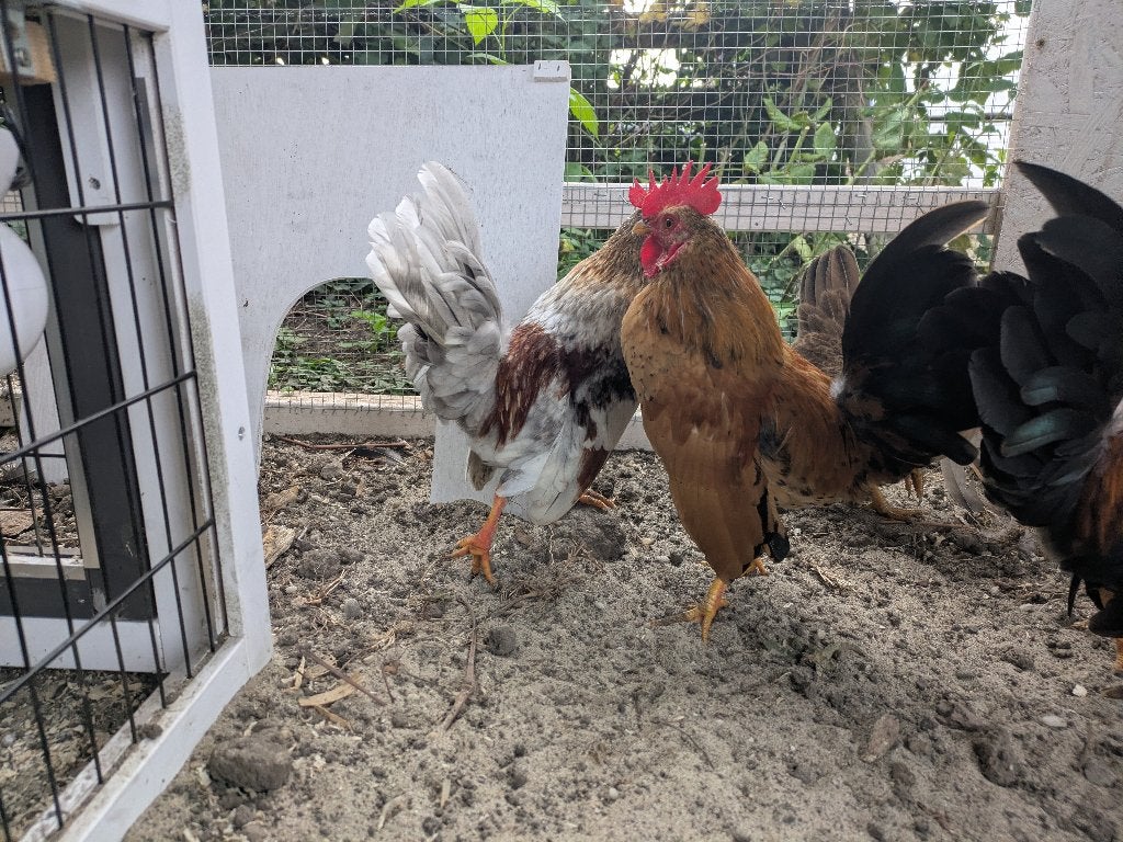 Serama hanen, tam, 20 weken, Dieren en Toebehoren, Mannelijk, Kip