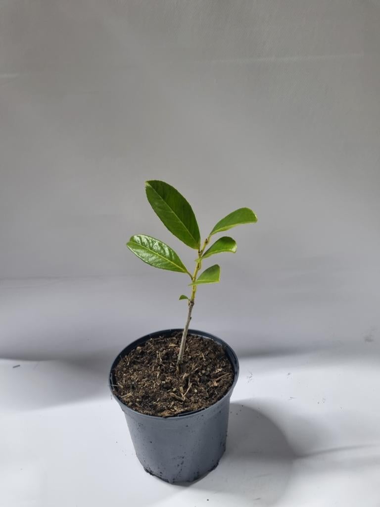 Laurier te koop, Tuin en Terras, Planten | Struiken en Hagen, Ophalen, Laurier, Haag