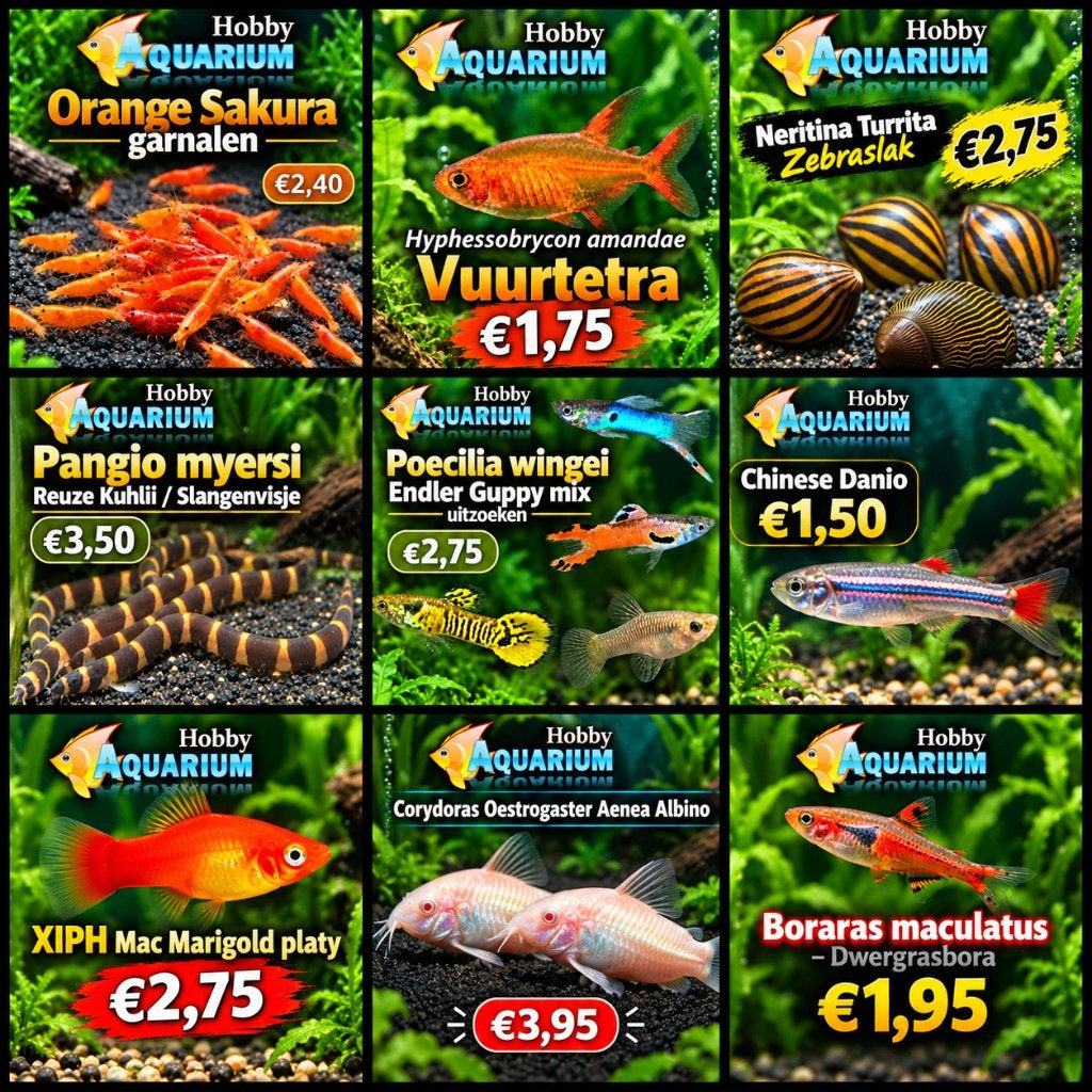 Hobbyaquarium overzicht/prijzen dierendag Zon 4 okt 12/17uur, Vis, Zoetwatervis