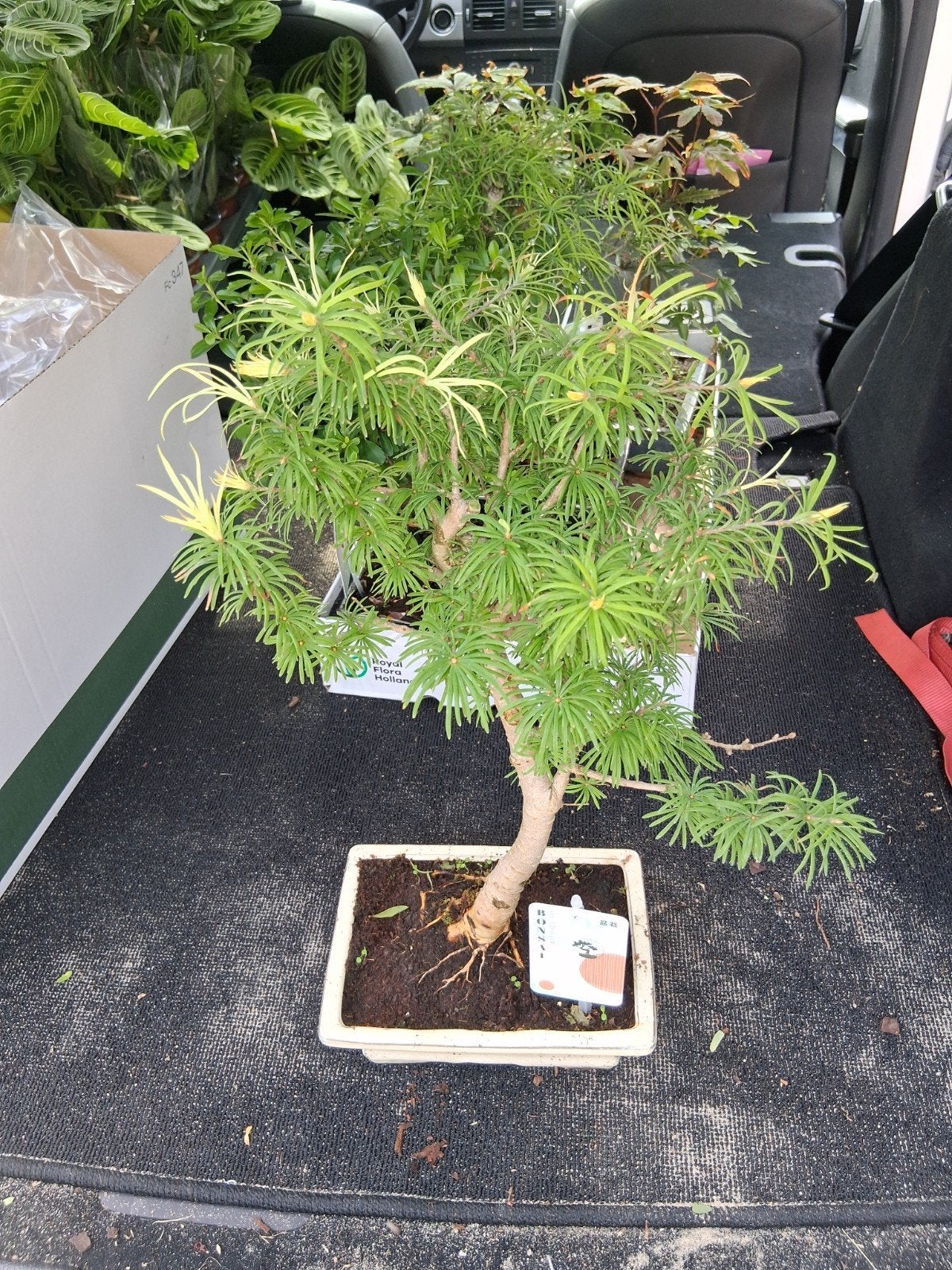 Pseudolarix bonsai, Ophalen, Bloeit niet, Halfschaduw, Overige soorten