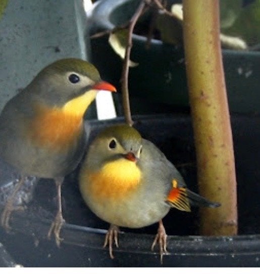 Koppel Japanse nachtegalen, Dieren en Toebehoren, Meerdere dieren, Geringd