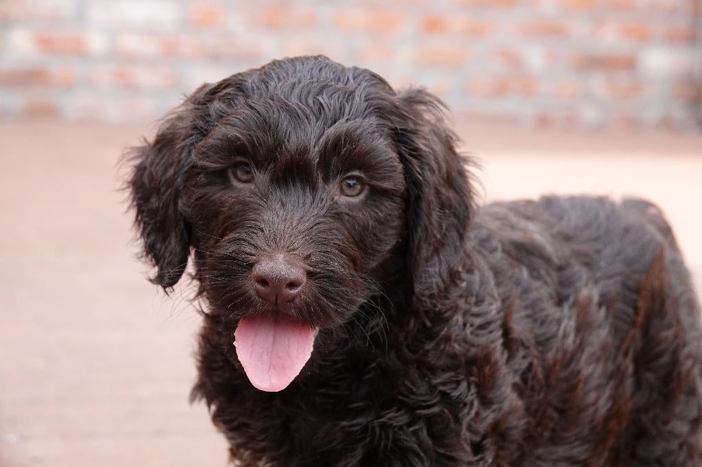 Prachtig mini Labradoodle pup (stamboom), Parvo, België, 8 tot 15 weken, Eén hond
