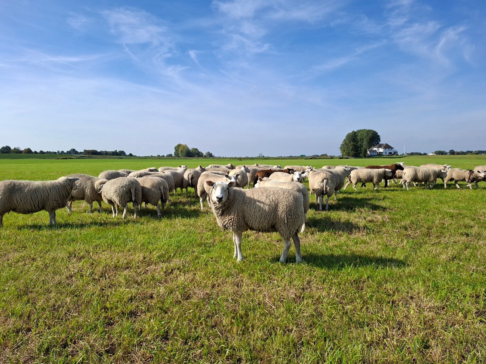 fokschapen, Dieren en Toebehoren, Meerdere dieren, Schaap