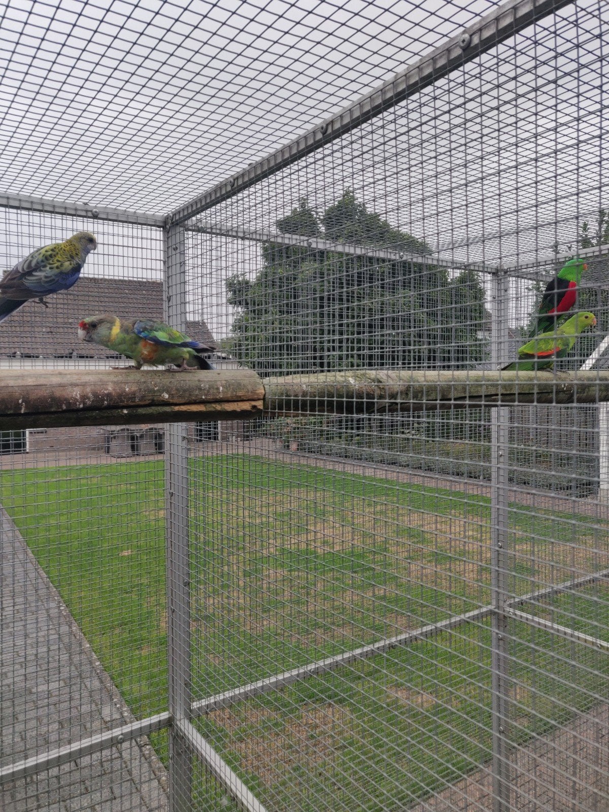 barnards, Meerdere dieren, Parkiet, Geringd