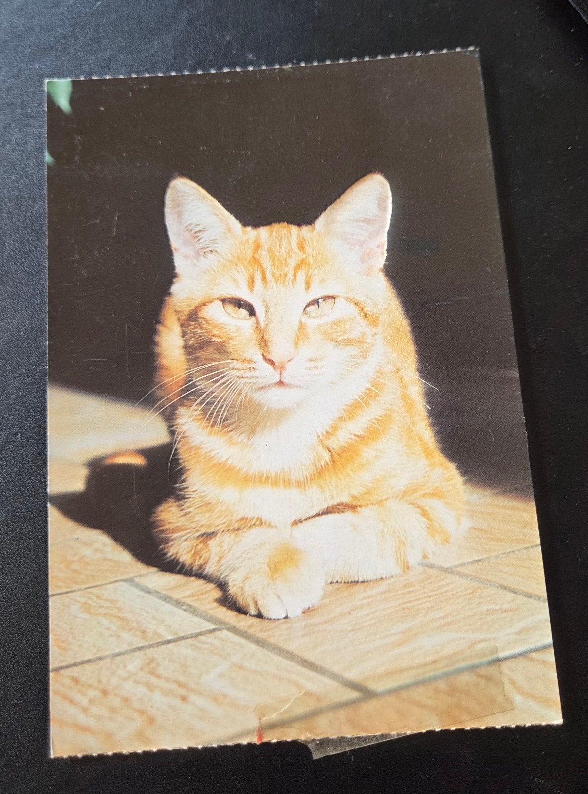 Ansichtkaart met schattige rode kat, Verzenden, 1980 tot heden, Ongelopen, Hond of Kat