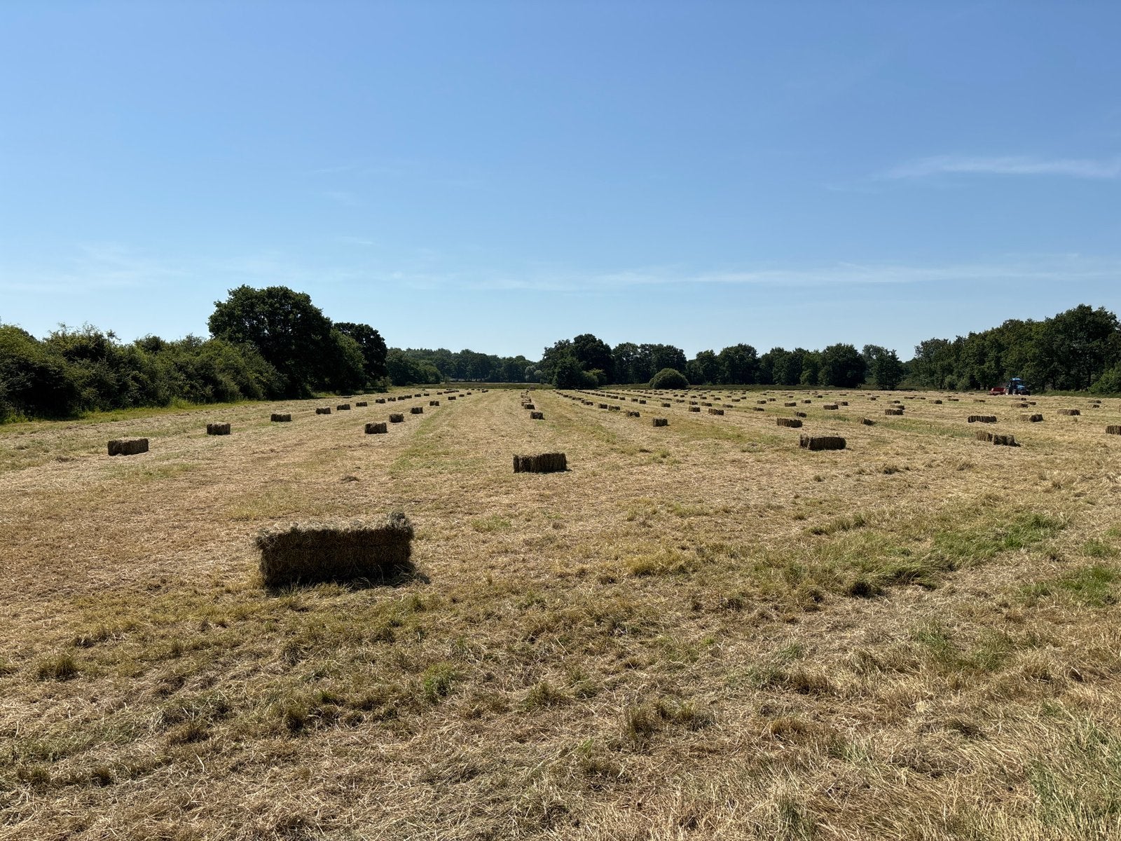 Hooipakjes hooi pakjes eerste snee - Vandaag geperst, Ophalen, Vee