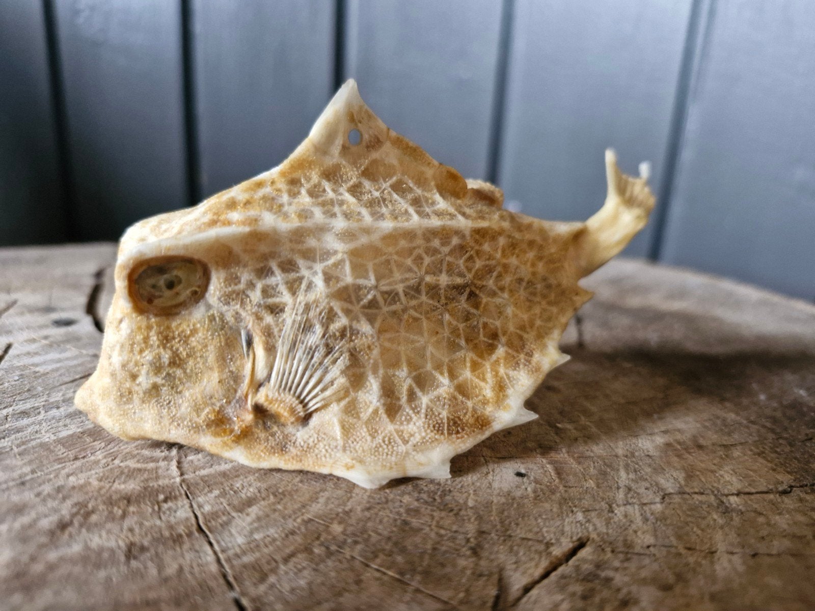 Opgezette koffervis uit Bonaire, Ophalen of Verzenden, Vogel, Opgezet dier