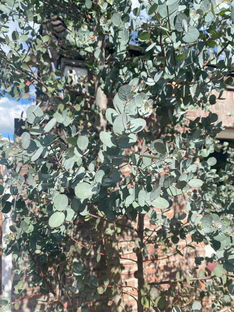 Grote eucalyptus takken voor bloemstukken, Volle zon, Vaste plant, Bloeit niet, Ophalen