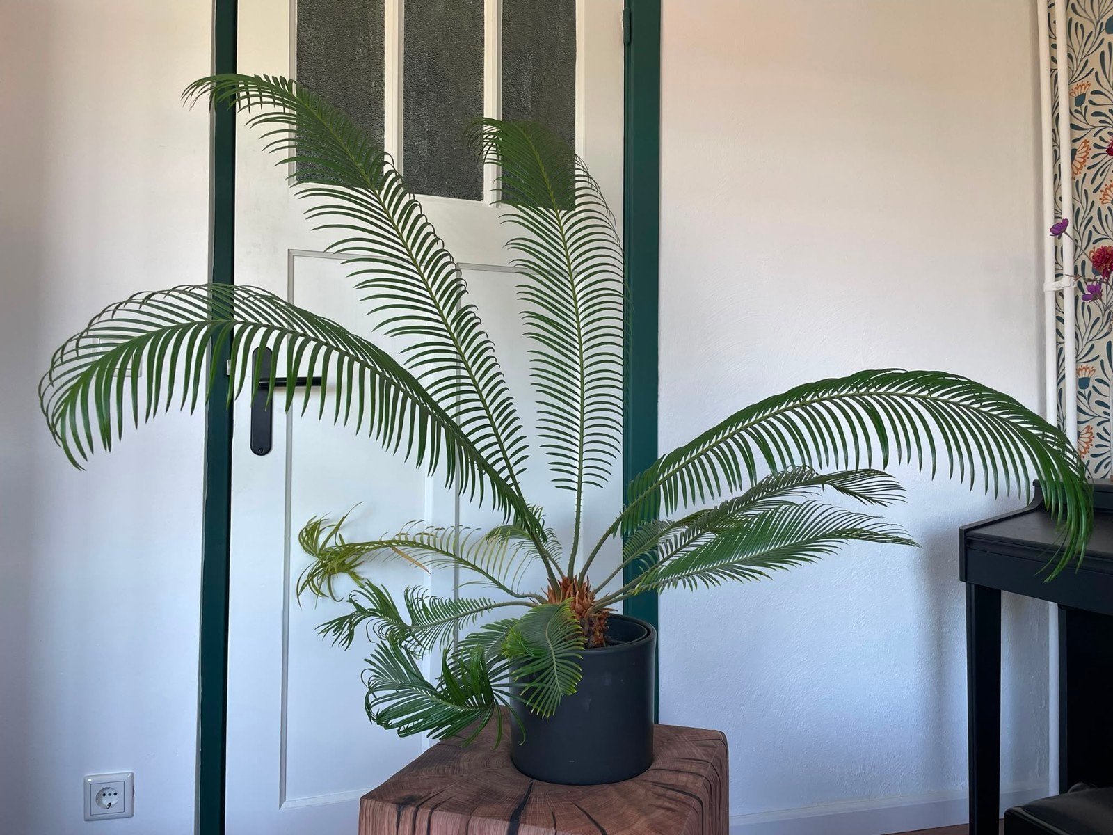 Cycas Palm in pot, Ophalen, Palm, In pot, Minder dan 100 cm