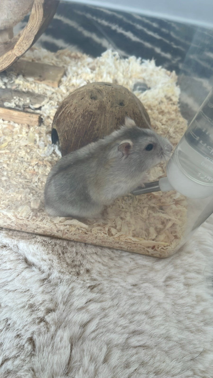 hamster ( gratis ), Dieren en Toebehoren, Mei, Mannelijk, Hamster