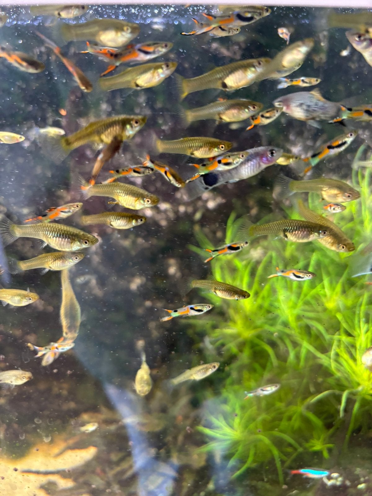 Endler gup mix 35 stuks 15 euro, Vis