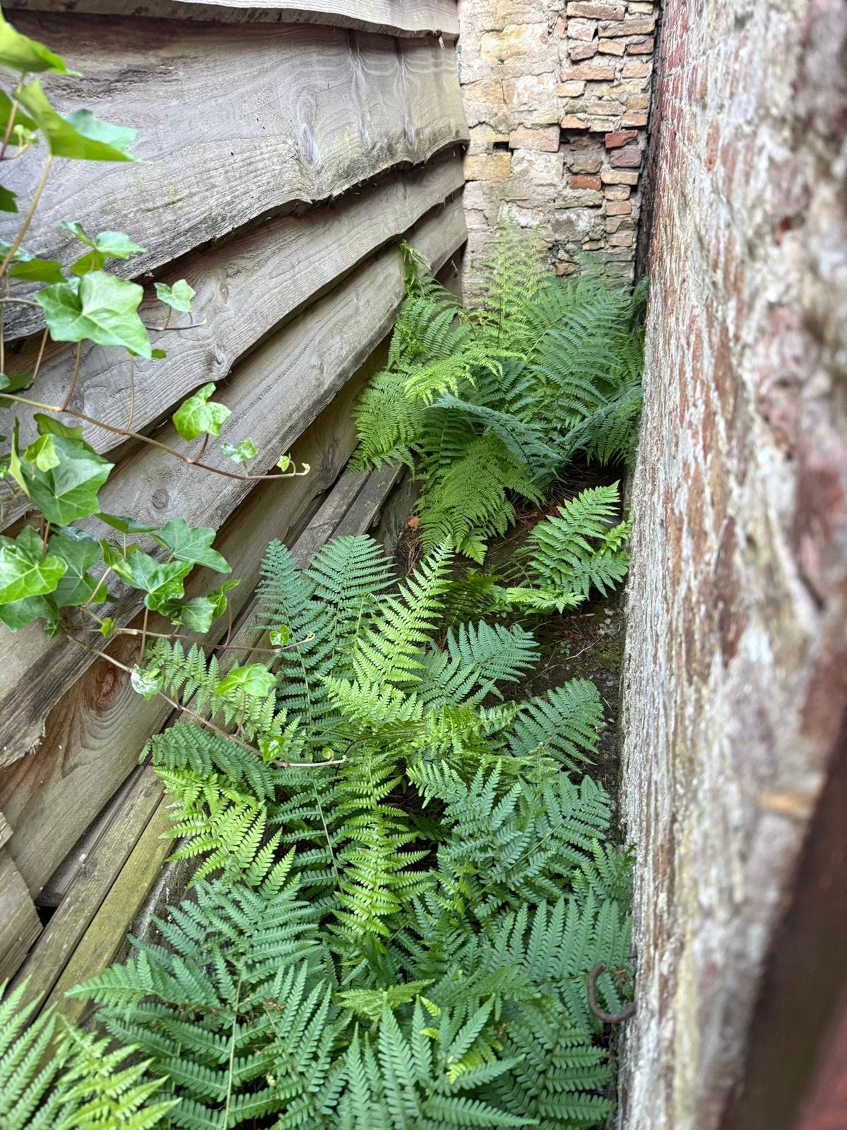 Mooie grote varens, Tuin en Terras, Planten | Tuinplanten, Ophalen, Bloeit niet, Varens, Halfschaduw