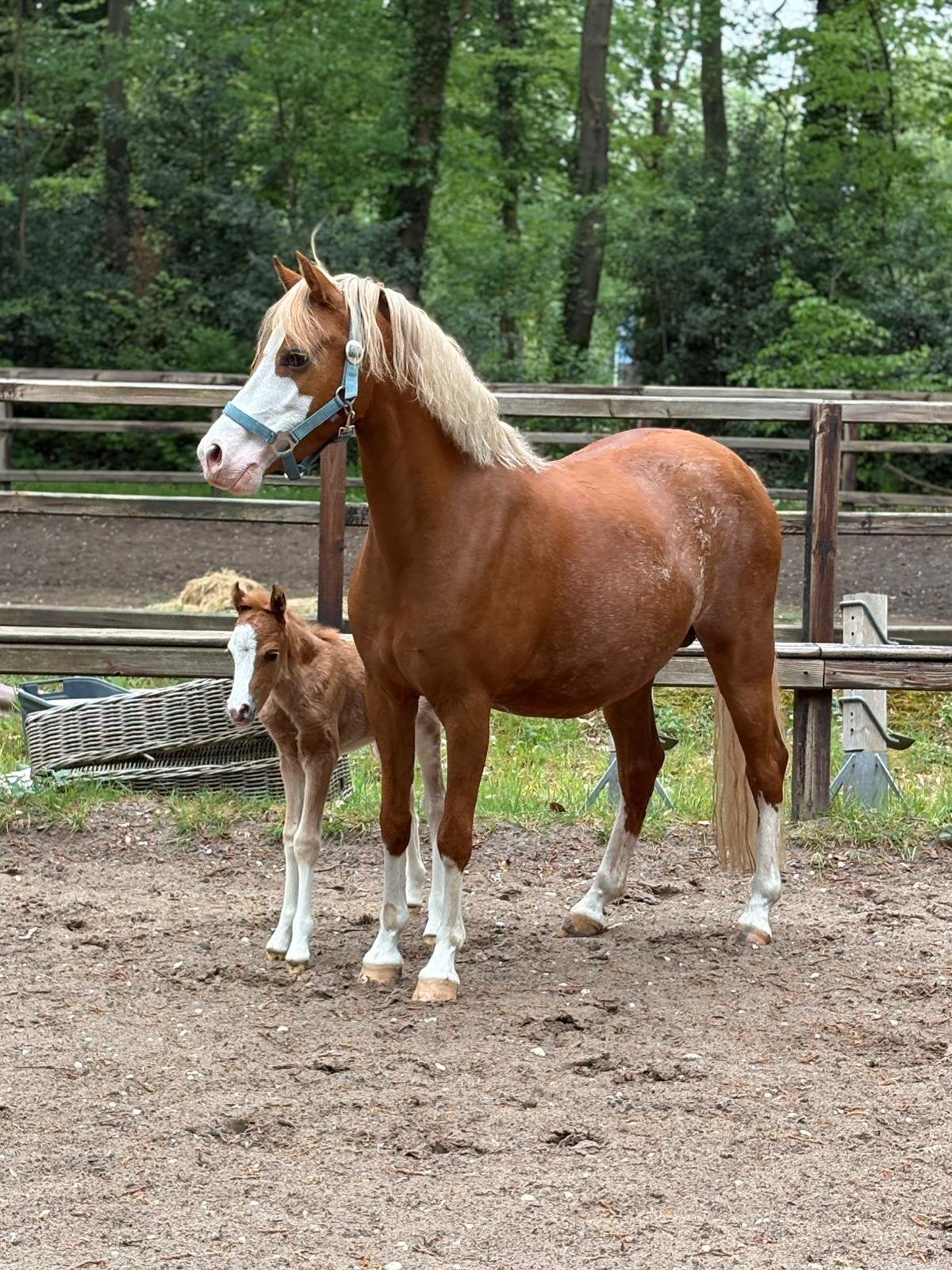 Verzorger, Stalhulp gezocht met mogelijkheid tot verzorgpony, Diensten en Vakmensen, Dieren | Paarden | Verzorging, Oppas en Les