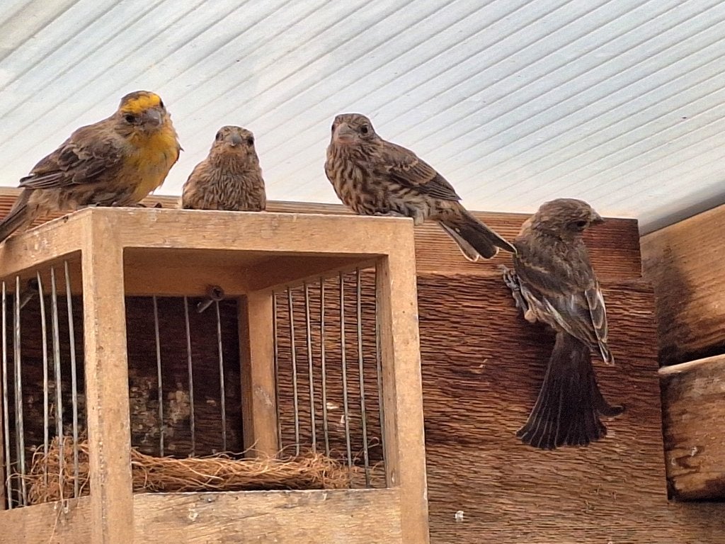 Mexicaanse Roodmus, Meerdere dieren, Wildzangvogel