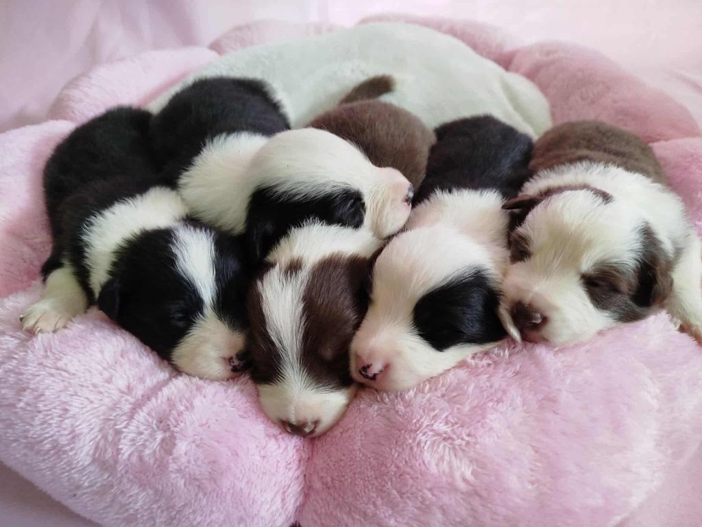 Border Collie puppy. Stamboom, documentatie., Dieren en Toebehoren, Honden | Herdershonden en Veedrijvers, 15 weken tot 1 jaar