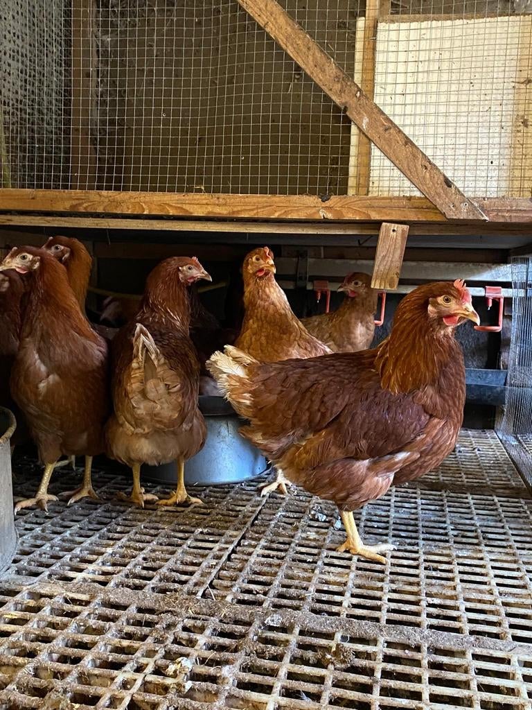 Mooie jonge bruine legkippen leghennen te koop tegen de leg, Vrouwelijk, Kip