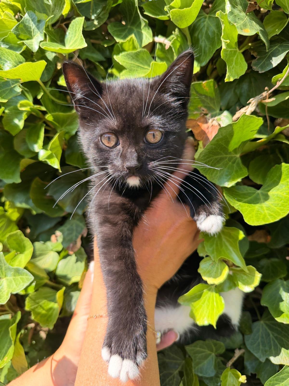 Kittens x britse korthaar, Meerdere dieren